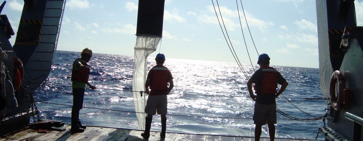 Plankton Tow: Bermuda